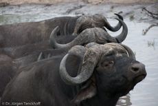 Afrikanischer Büffel (56 von 102).jpg